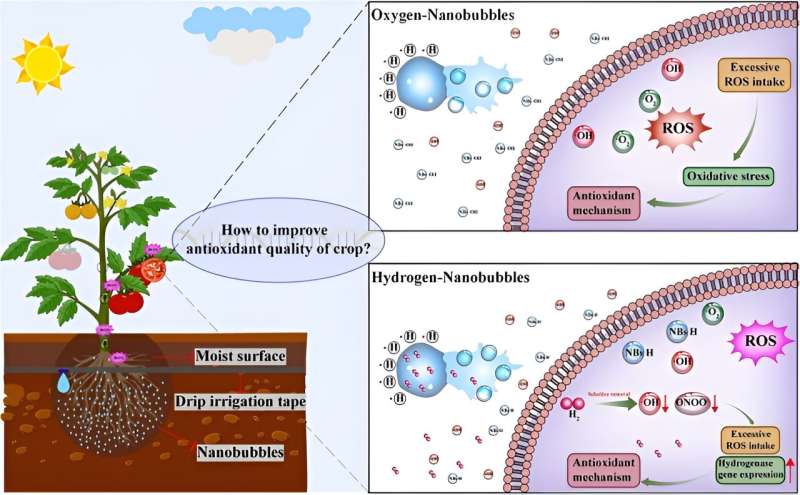 Bubbling with benefits: hydrogen nanobubbles boost tomato antioxidants