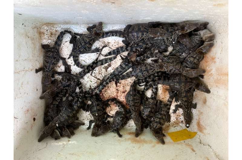 Researchers say there are approximately 1,000 Siamese crocodiles worldwide, including around 300 individuals in the wild in Cambodia